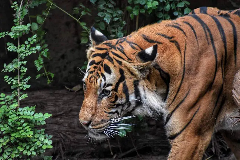 bengal tiger