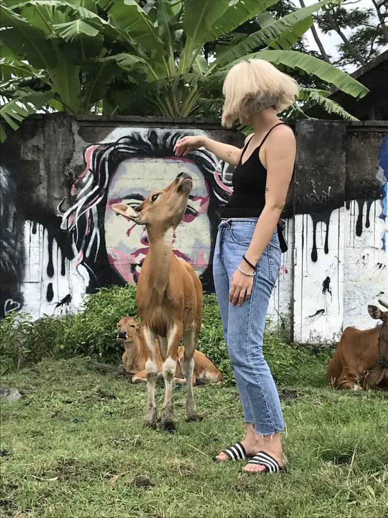 Canggu cow