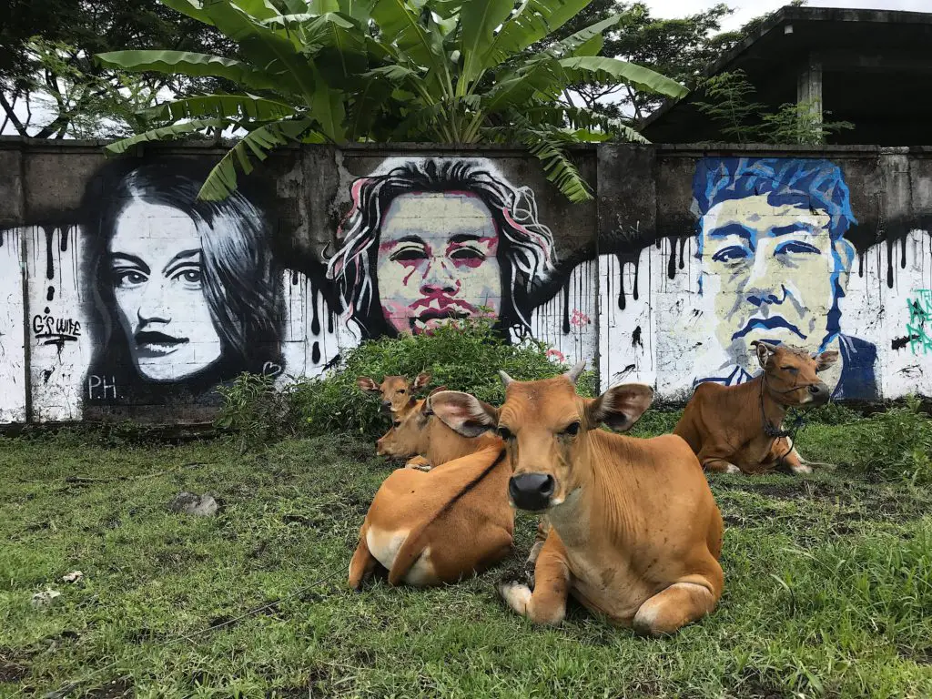 canggu cows