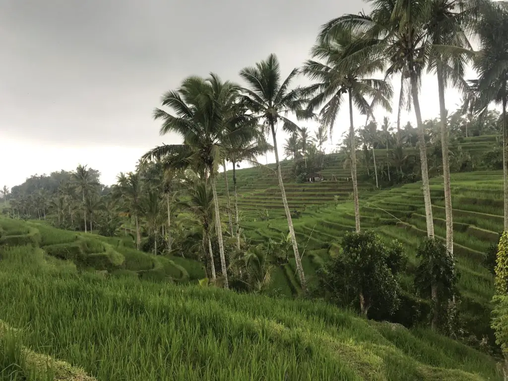 Jatiluwih Rice Terraces