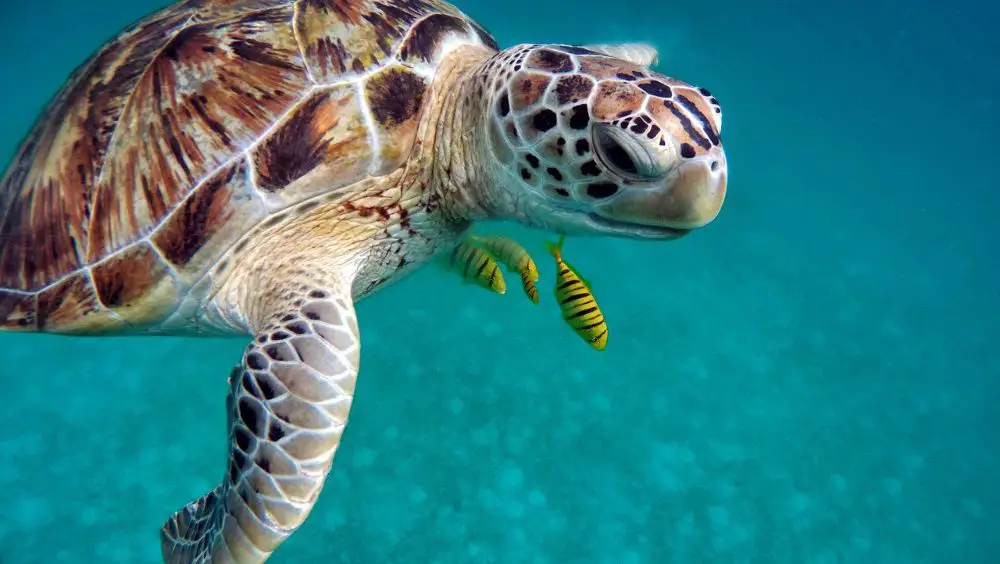 A photo of a turtle swimming with mini fishes into sea