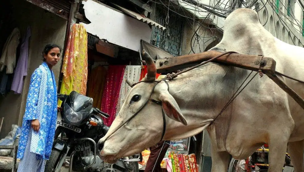 chandni chowk