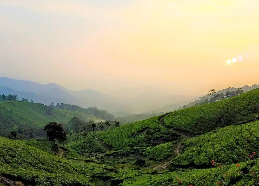 tea plantations ooty