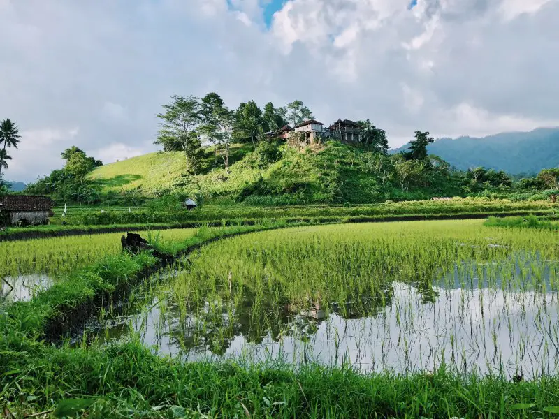 canggu rice paddies