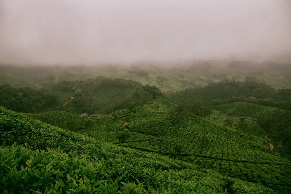 india_tea_plantations