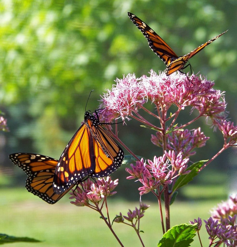 monarch_butterflies