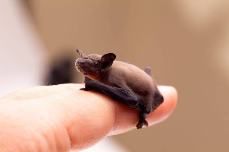 bumblebee-bat
