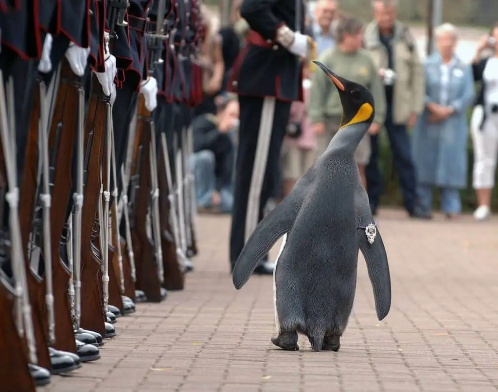 Nils_Olav_inspects_the_Kings_Guard_of_Norway_after_being_bestowed_with_a_knighthood_at_Edinburgh_Zoo_in_Scotland