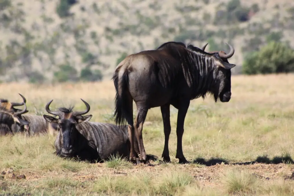 Pilanesberg_National_Park