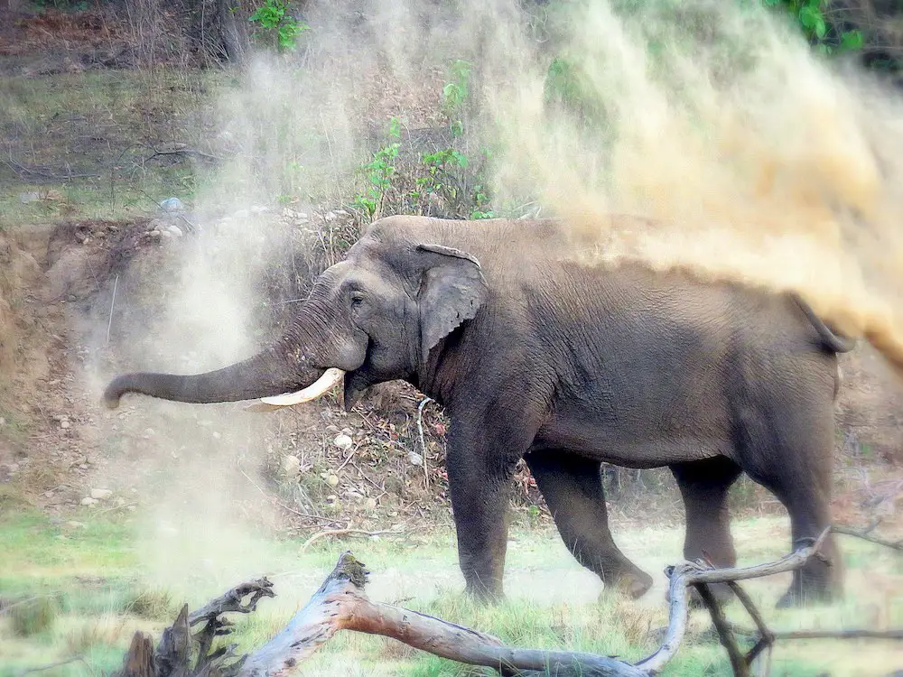 rajaji_safari