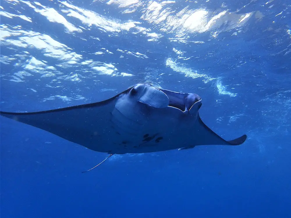 manta-ray