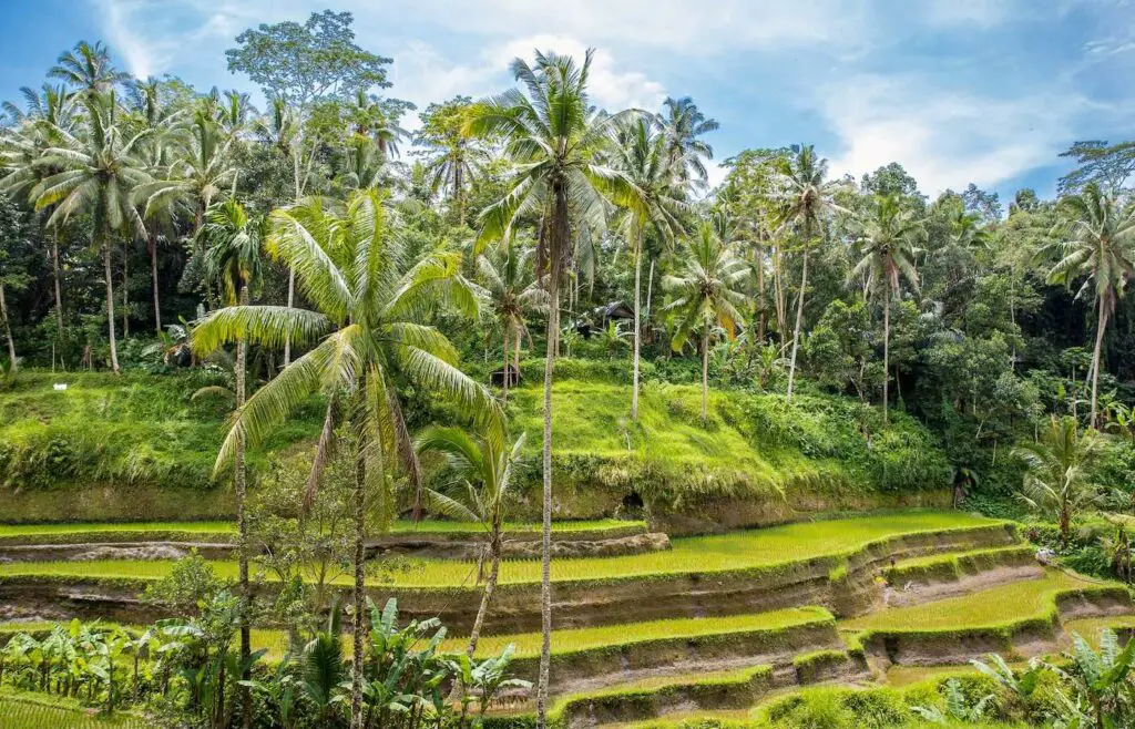 things to do in ubud