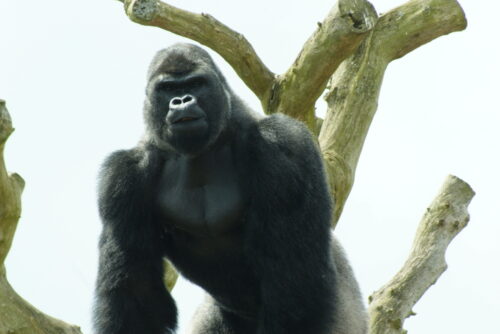 Oumbie - Western Lowland Gorilla