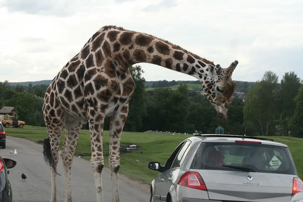 Giraffe going through the car sunroof for food - West Midland Safari Park Zoo, near Kidderminster, England