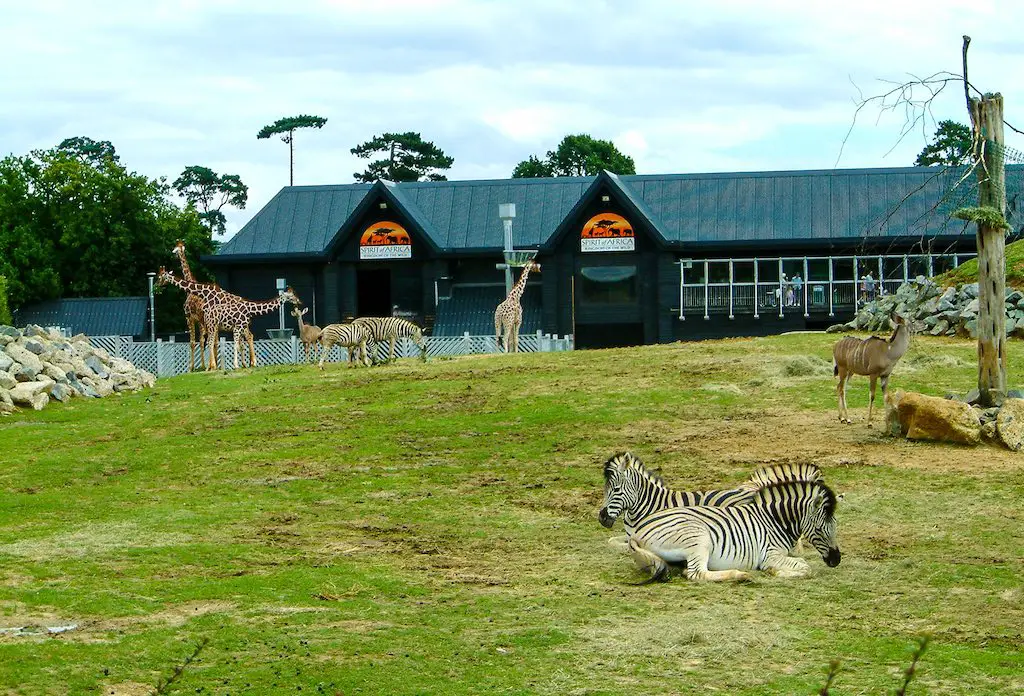 giraffes, zebras and antelopes relaxing near the entrance of colchester zoo