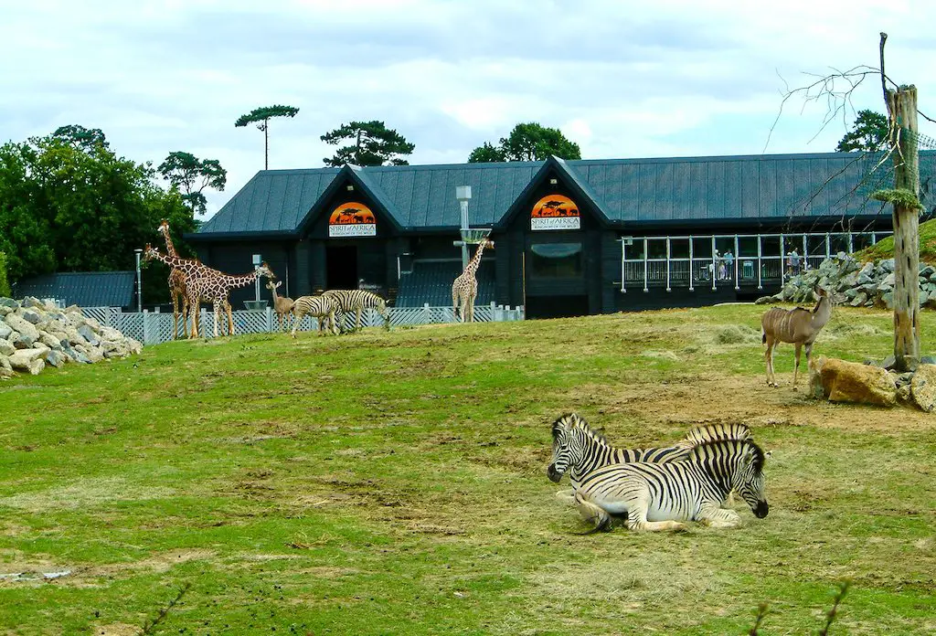 21 Best Zoos in the UK for The Perfect Day Out