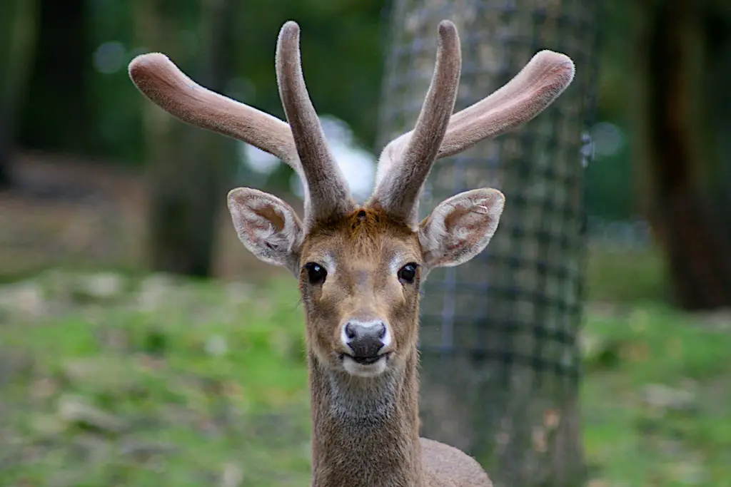 Close up of a young deer at knowsley safari park, england