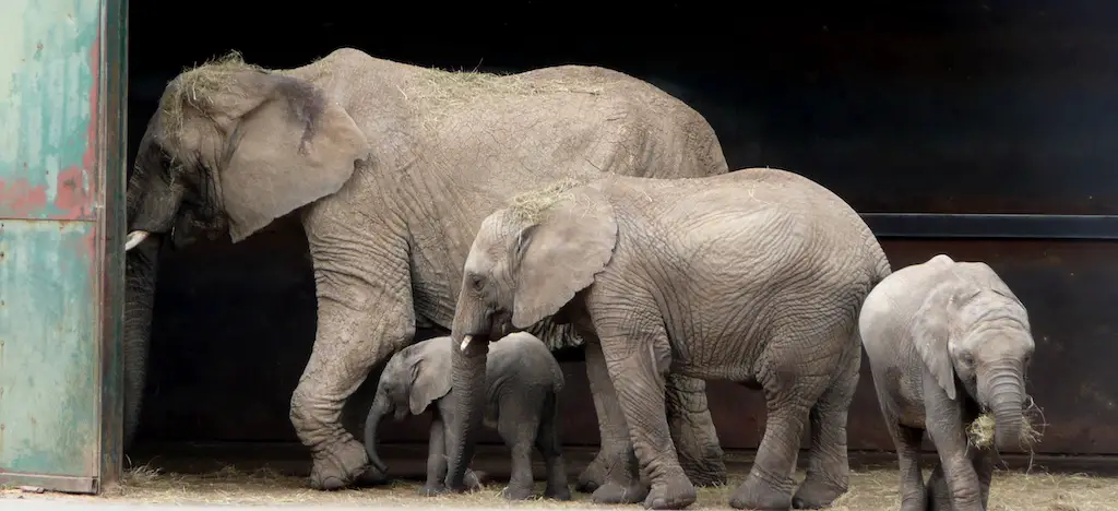 a family of african elephants at Howletts Wild Animal Park