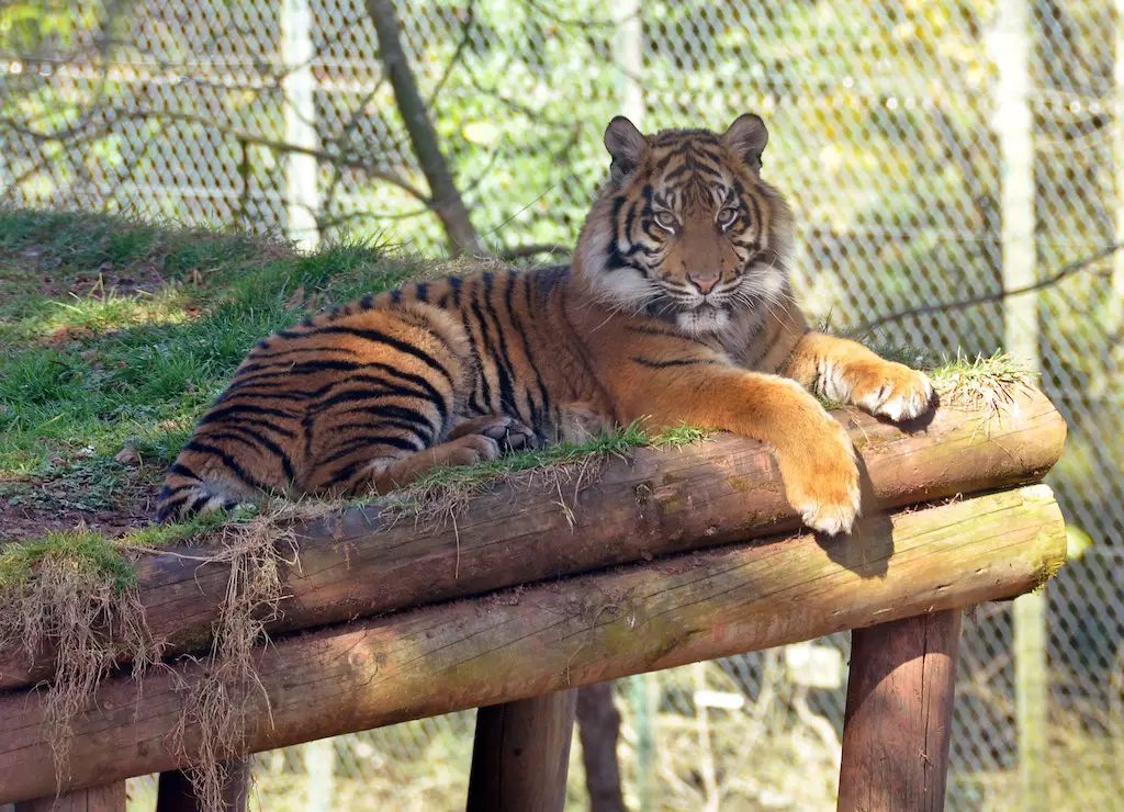 tiger relaxing at paignton zoo