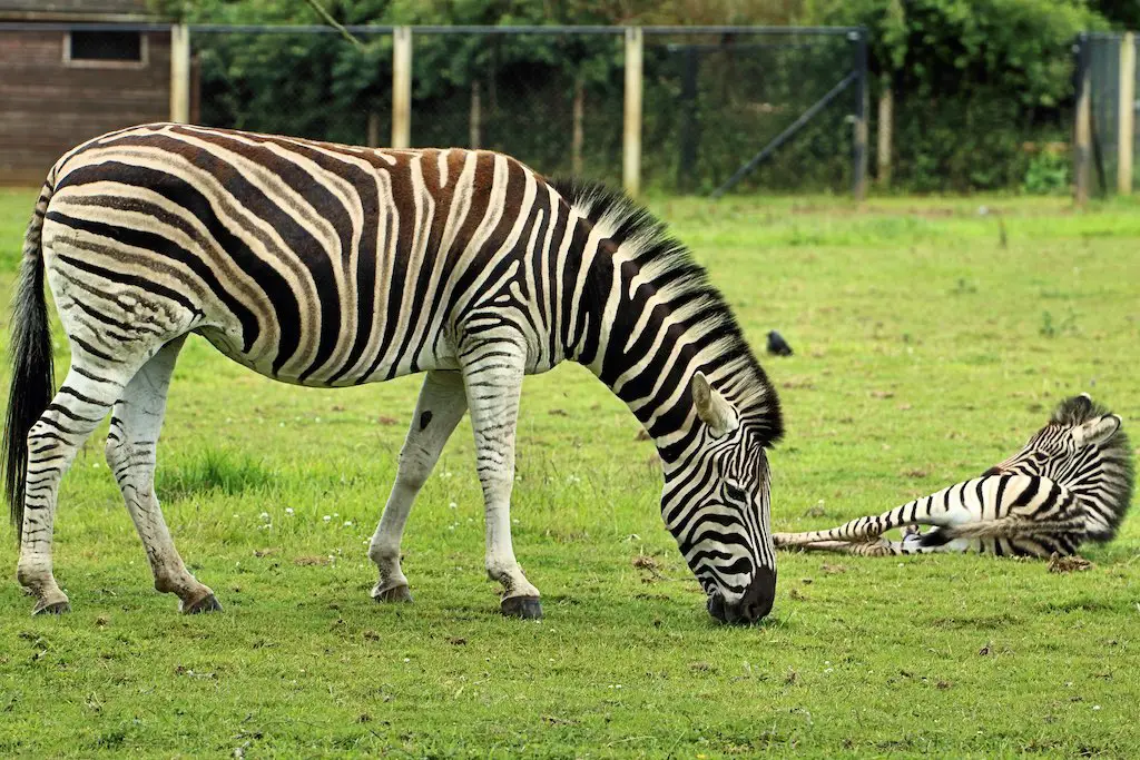 two zebras relaxing and eating at cotswold wildlife park