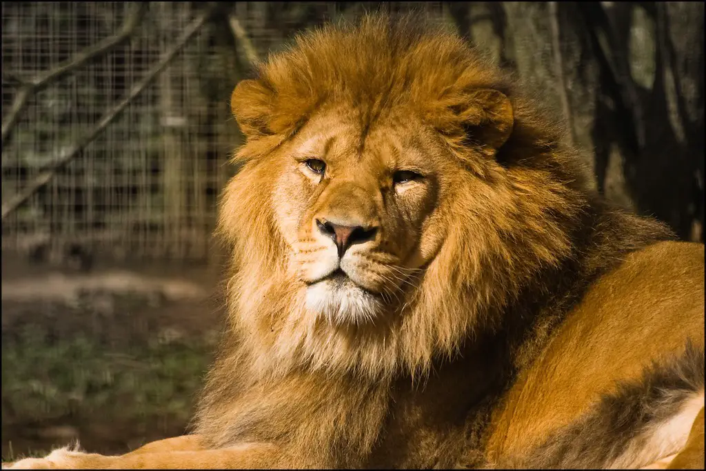 a lion relaxing and looking ahead at belfast zoo