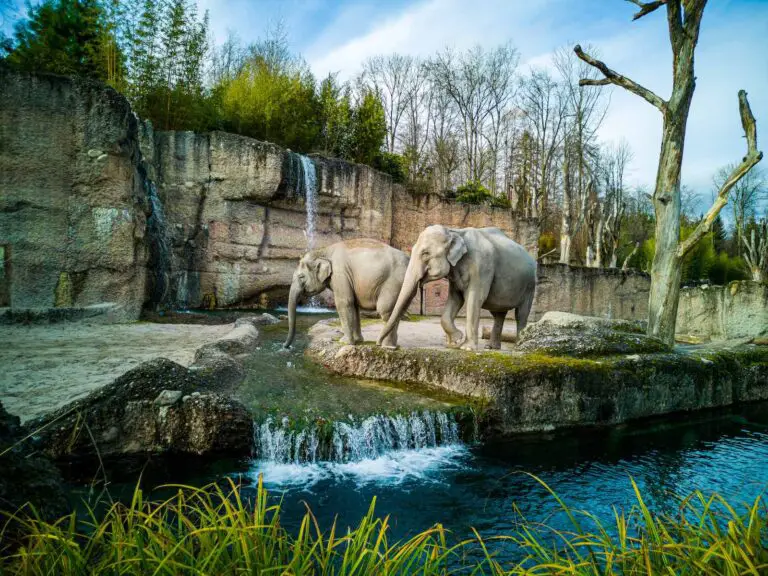 20 Best Zoos in the UK for The Perfect Day Out