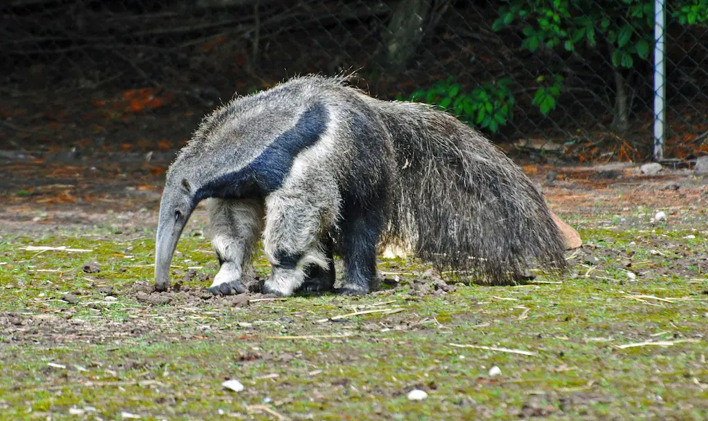 an aardvark searching for food at blackpool zoo