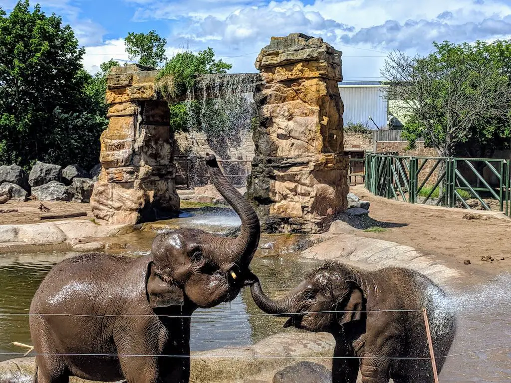 asian elephants bathing at chester zoo