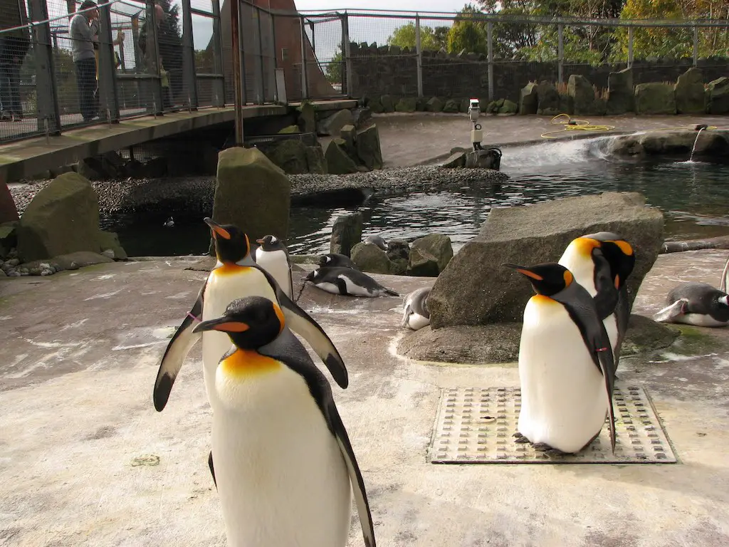 emperor penguins at edinburgh zoo