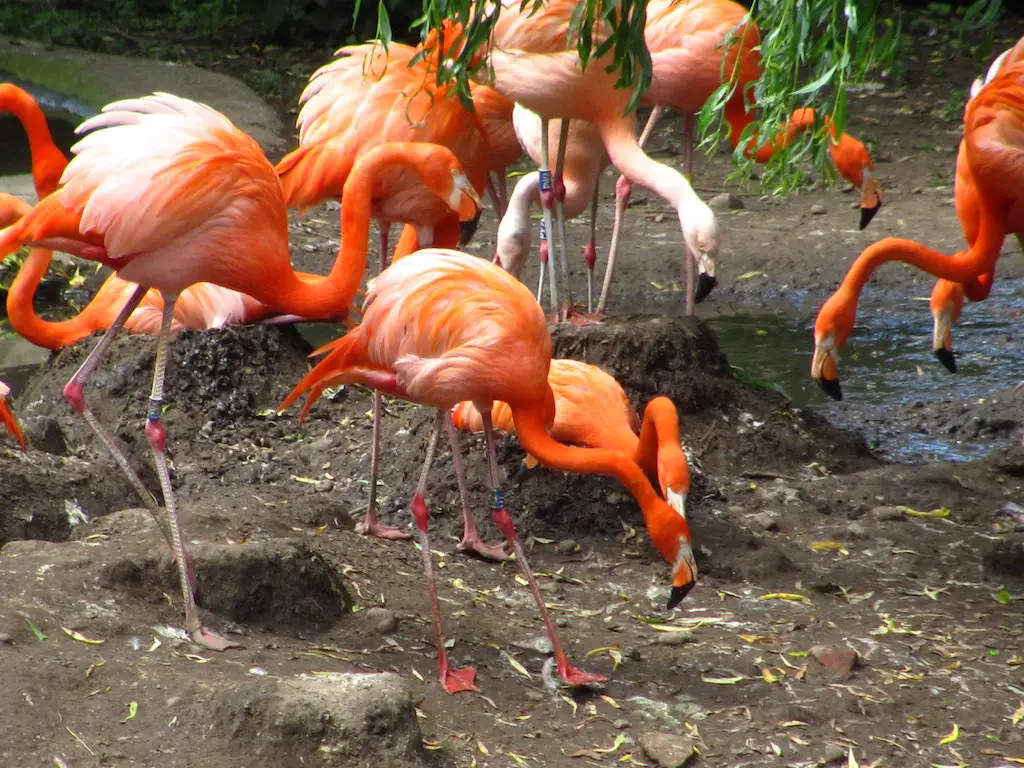flamingoes eating at flamingo land
