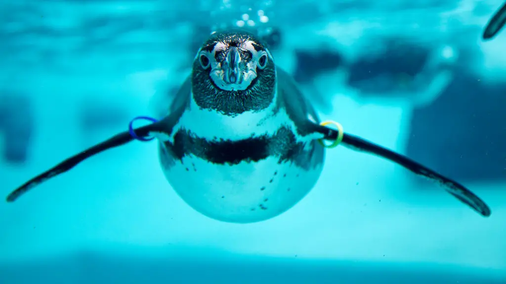 a penguin swimming and facing the camera at folly farm