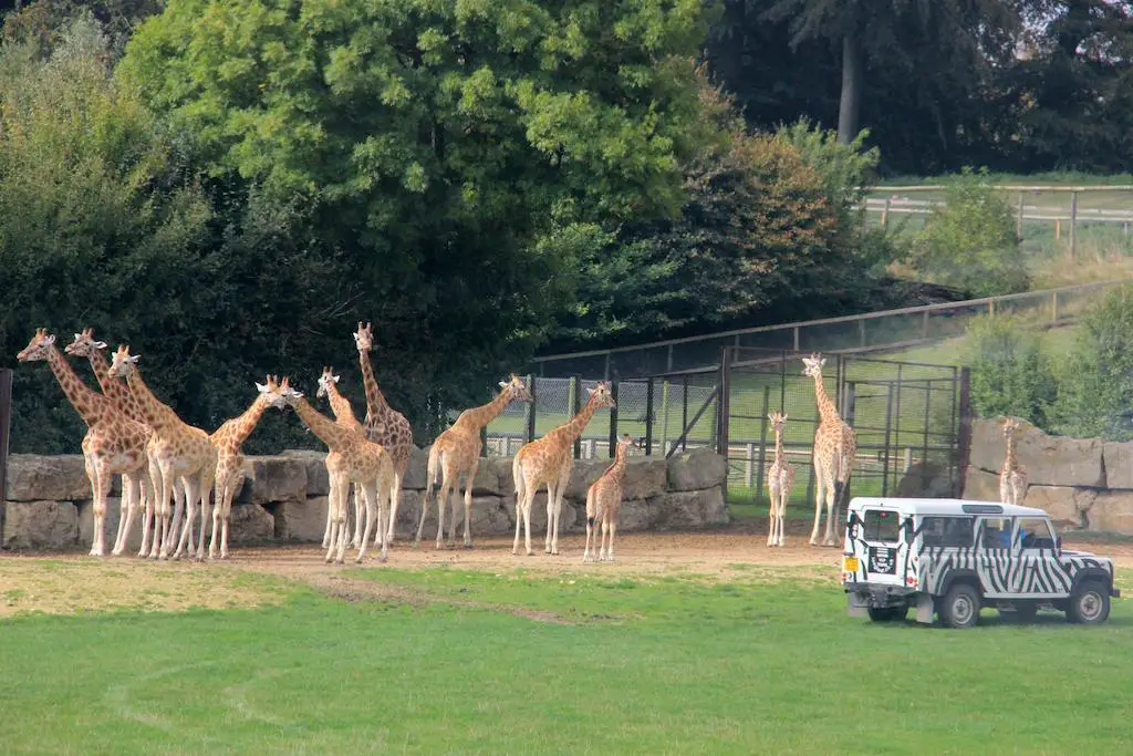Rothschild giraffes at longleat safari park