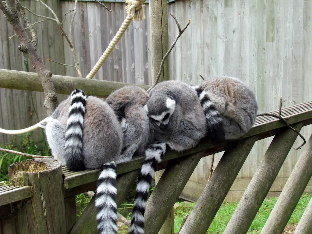 four lemurs huddled together at marwell zoo