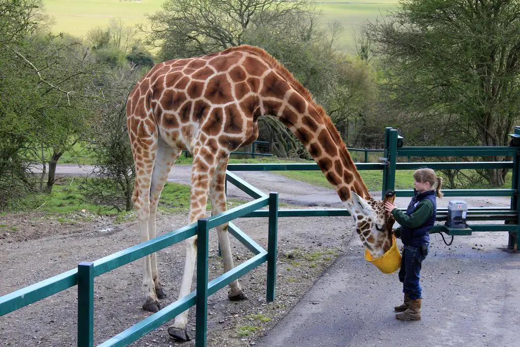 a giraffe being fed at port lympne reserve