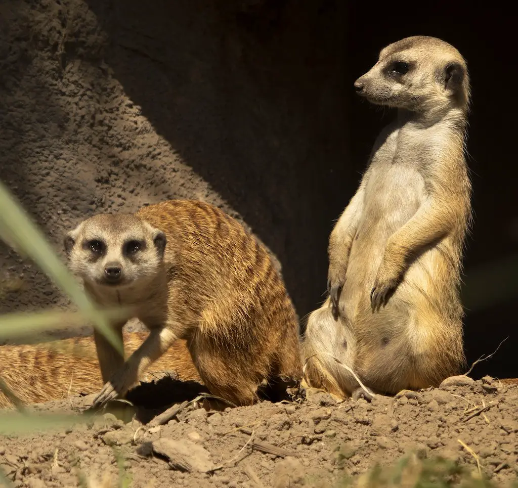 two meerkats sitting at tilgate nature centre