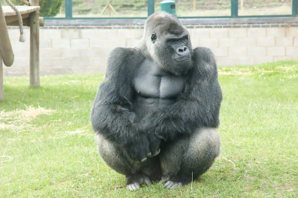 Oumbie the western lowland gorilla sitting and relaxing at Twycross zoo