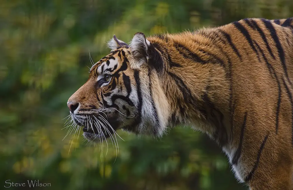 view of a tiger facing to the left at welsh mountain zoo