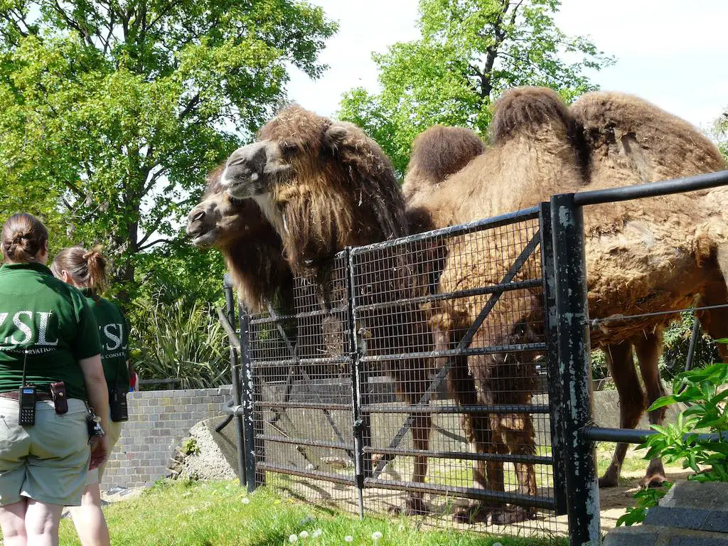 double-humped camels at zsl london zoo