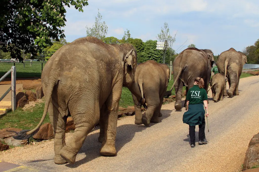 asian elephants walking at zsl whipsnade zoo