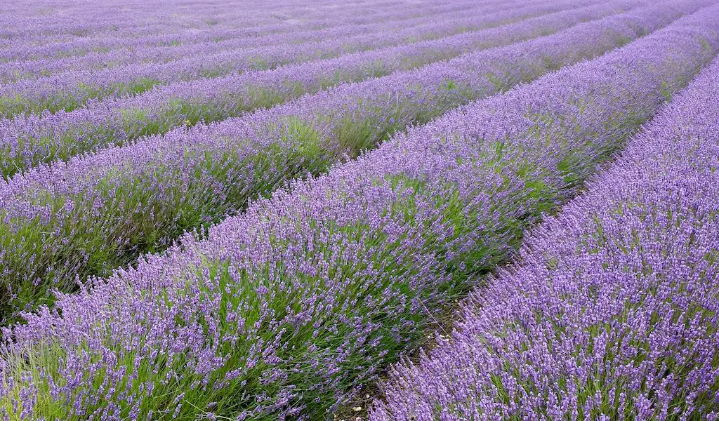 13 Captivating and Must-Visit Lavender Fields in the UK (+ Best Time to See Them) 6