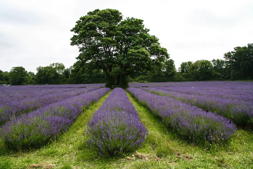 13 Captivating and Must-Visit Lavender Fields in the UK (+ Best Time to See Them) 7