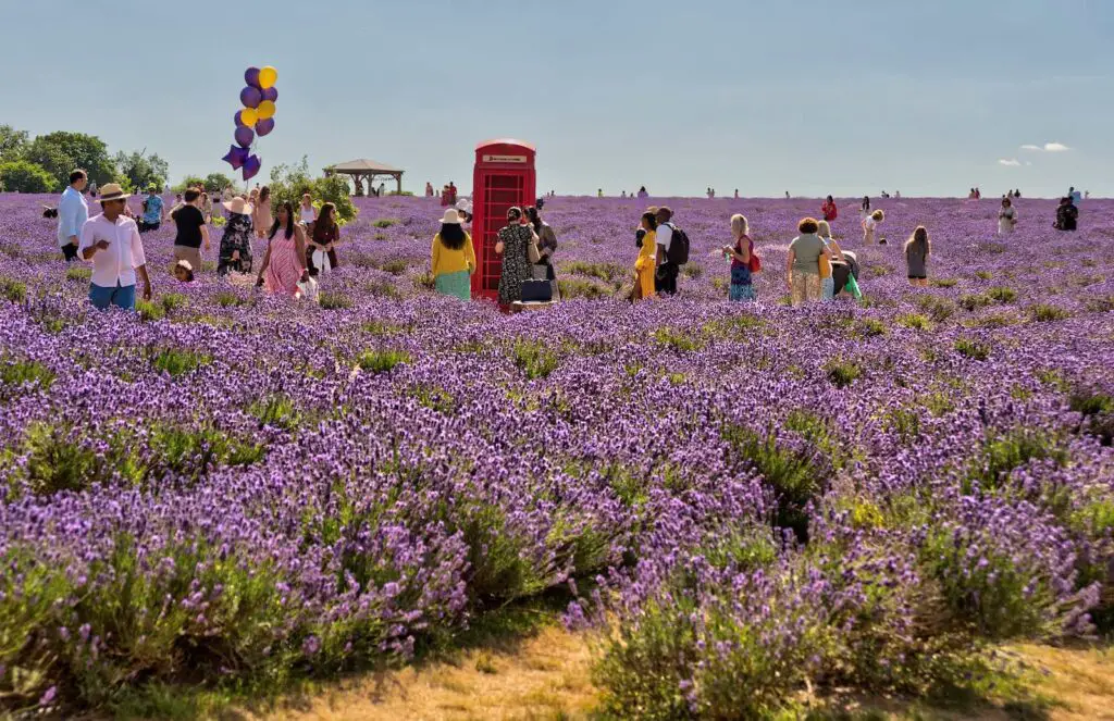 best lavender fields in the uk