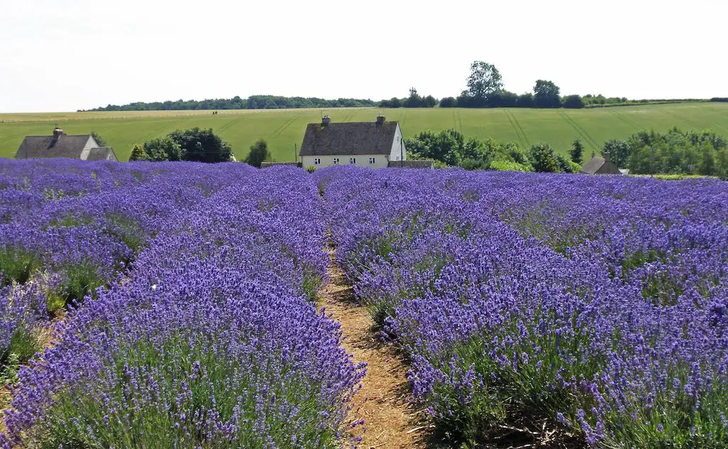 13 Captivating and Must-Visit Lavender Fields in the UK (+ Best Time to See Them) 8