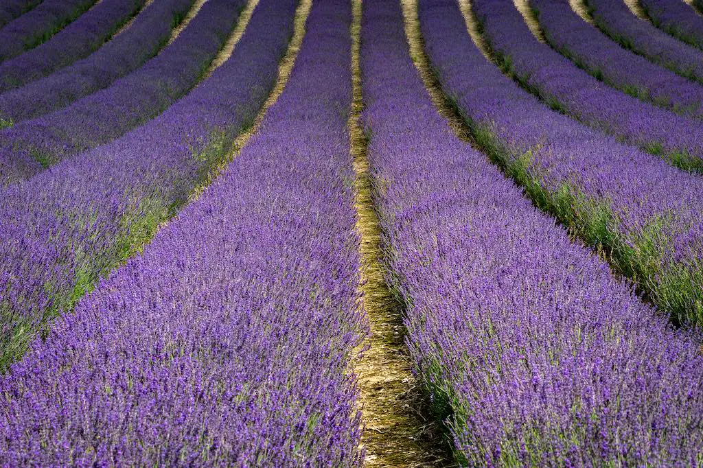 13 Captivating and Must-Visit Lavender Fields in the UK (+ Best Time to See Them) 5
