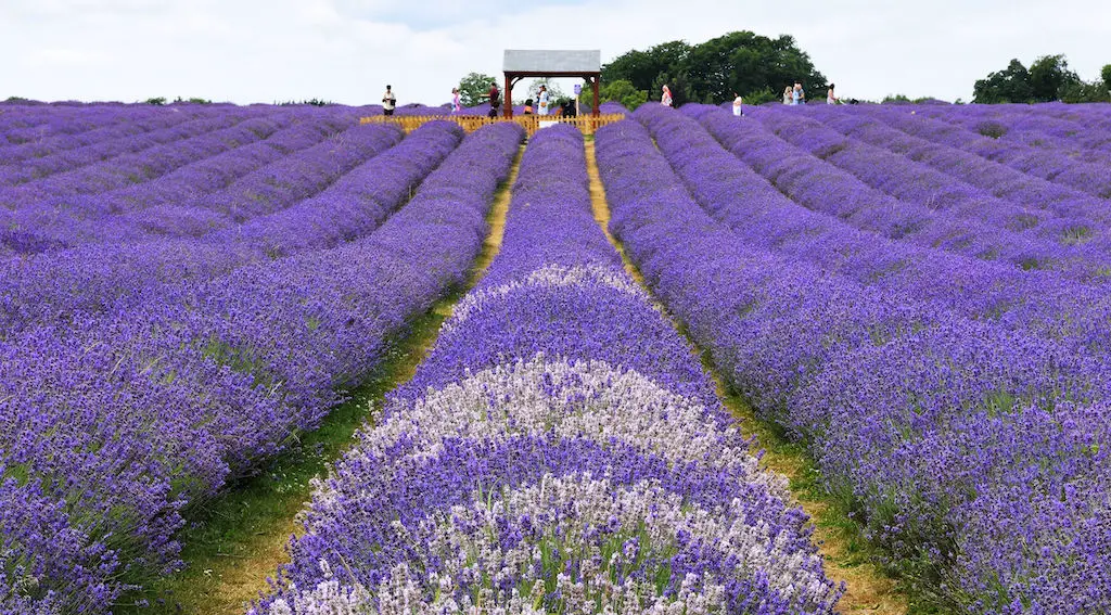 13 Captivating and Must-Visit Lavender Fields in the UK (+ Best Time to See Them) 2