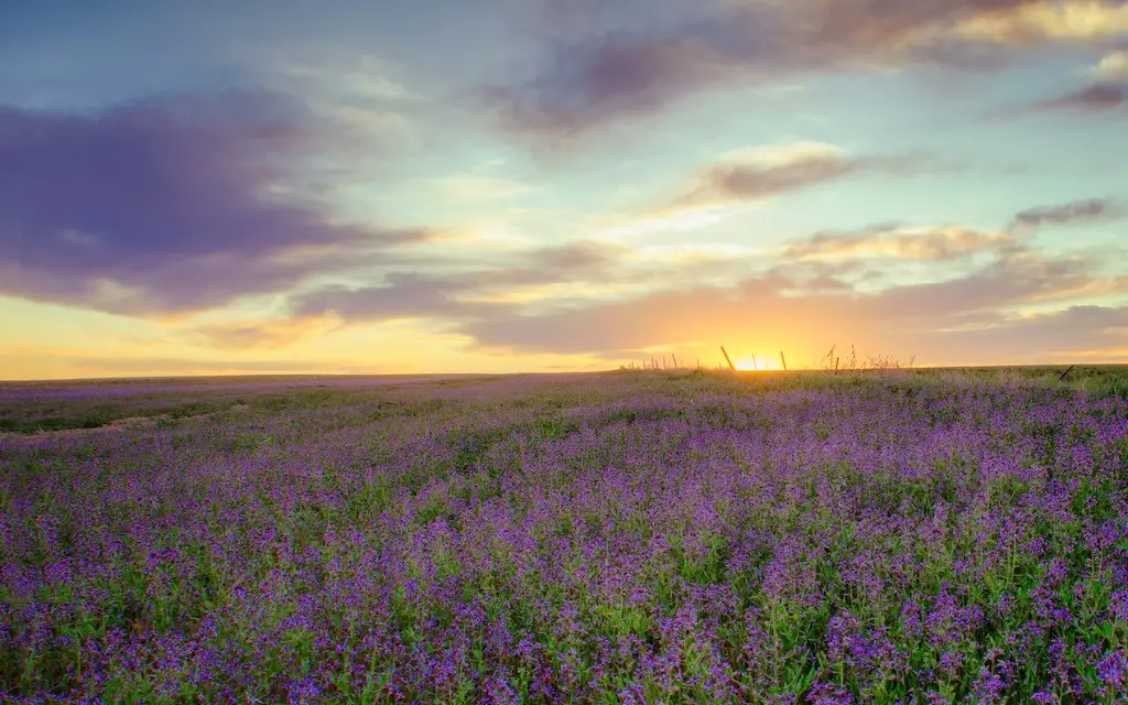 13 Captivating and Must-Visit Lavender Fields in the UK (+ Best Time to See Them) 12
