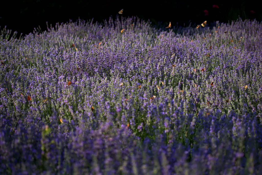 13 Captivating and Must-Visit Lavender Fields in the UK (+ Best Time to See Them) 11