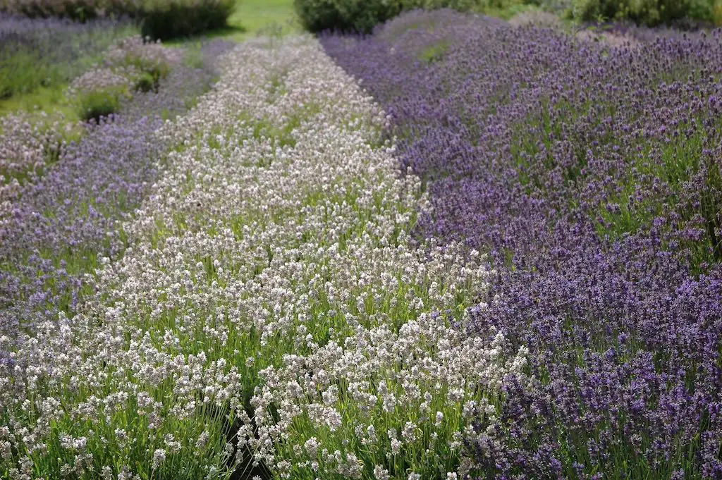 13 Captivating and Must-Visit Lavender Fields in the UK (+ Best Time to See Them) 10