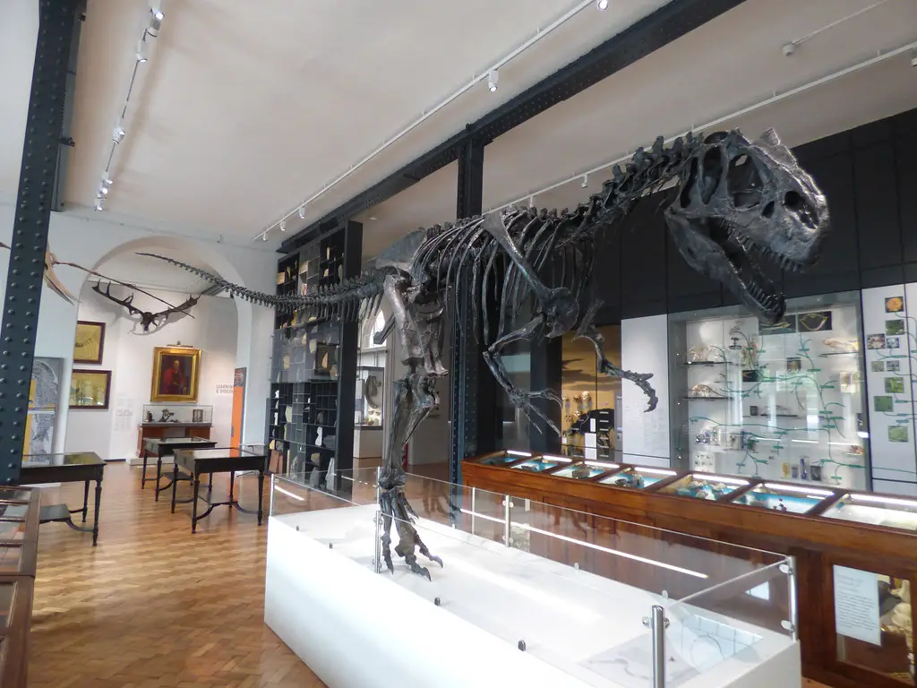 a t-rex skeleton on display at the lapworth museum of geology