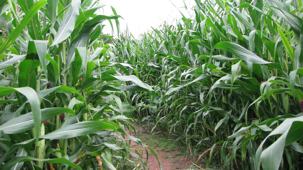deep inside a maize crop maze at hatton adventure world